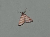 Dark-Banded Owlet Moth